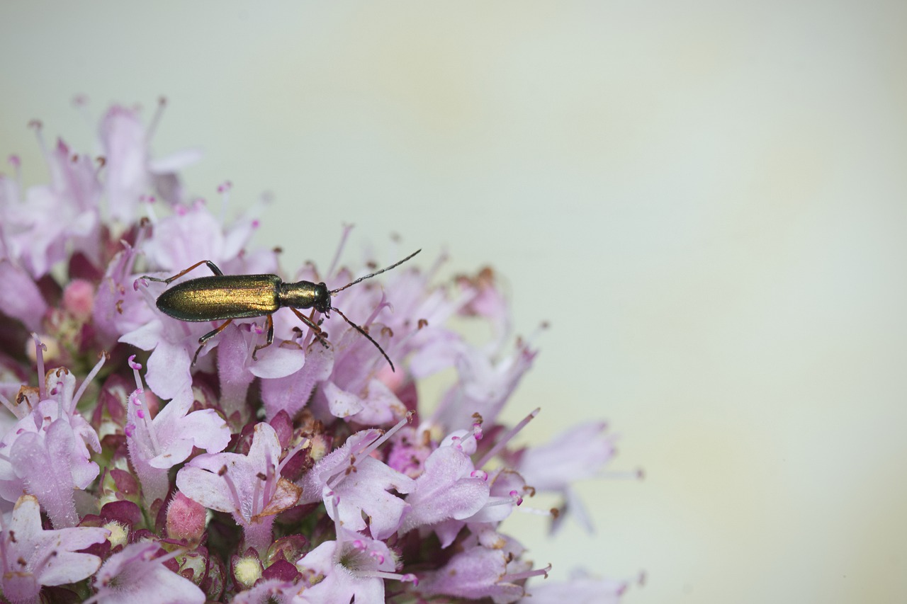 Beetle Insect Blossom Pollination  - mirey2222 / Pixabay