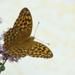 Butterfly Insect Imperial Coat  - mirey2222 / Pixabay