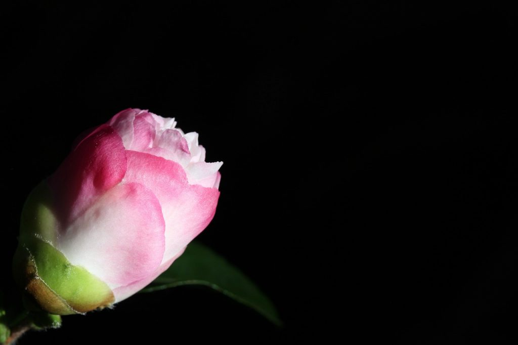 Pic